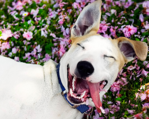 Happy dog in a bed of flowers