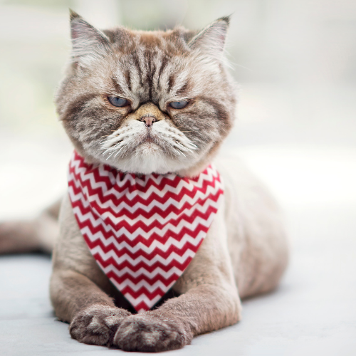 Grumpy Cat with scarf